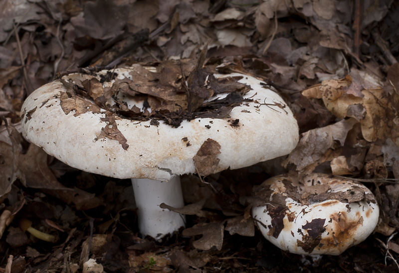 Russula chloroides